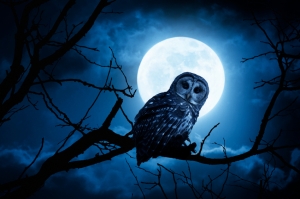 night owl picture